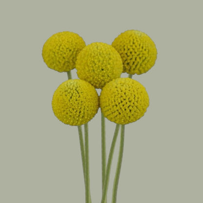 Craspedias frescas a domicilio en Santiago, flor silvestre ideal para ramos y arreglos florales, entrega rápida