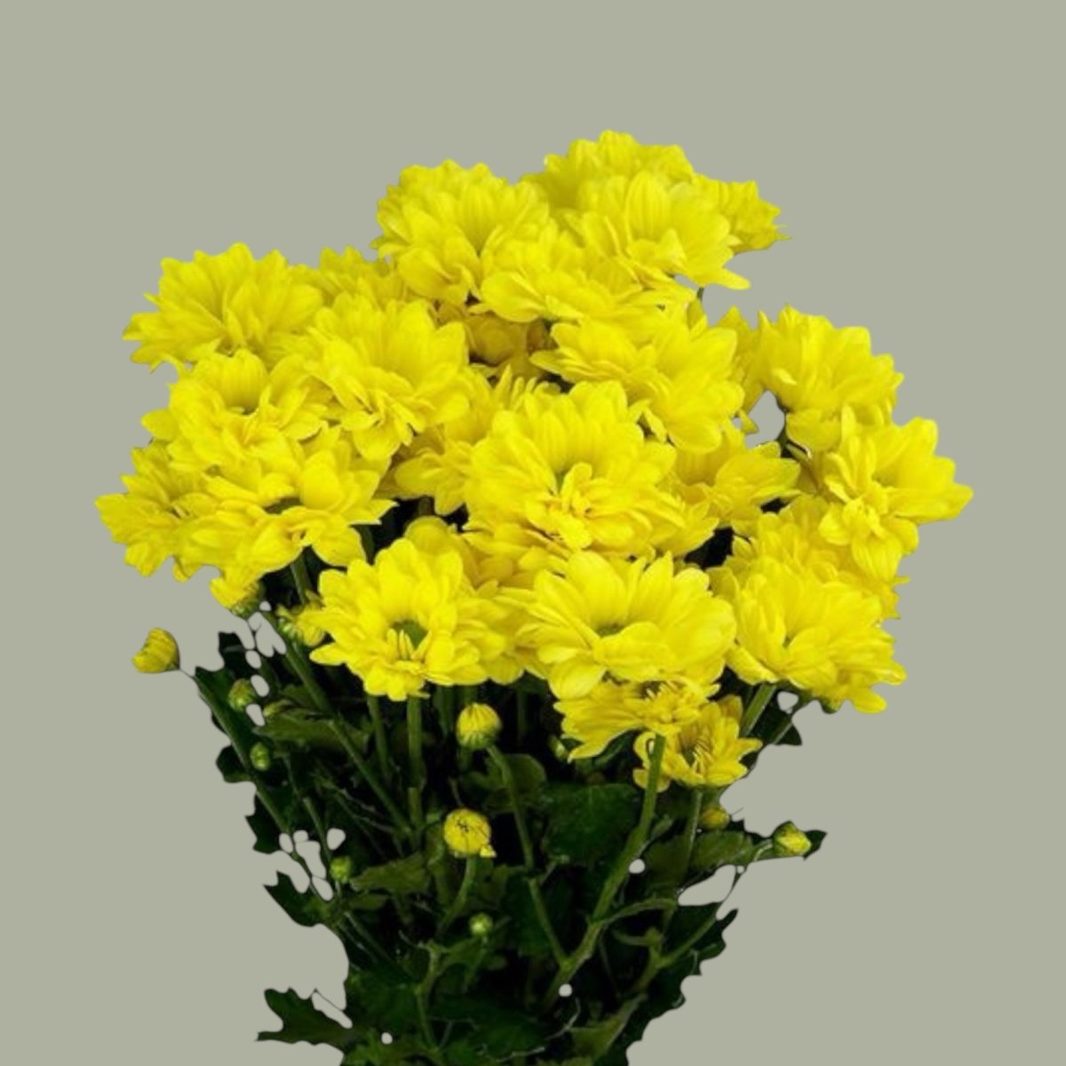 Mable Margarita fresca a domicilio en Santiago, flor silvestre ideal para ramos alegres, entrega rápida