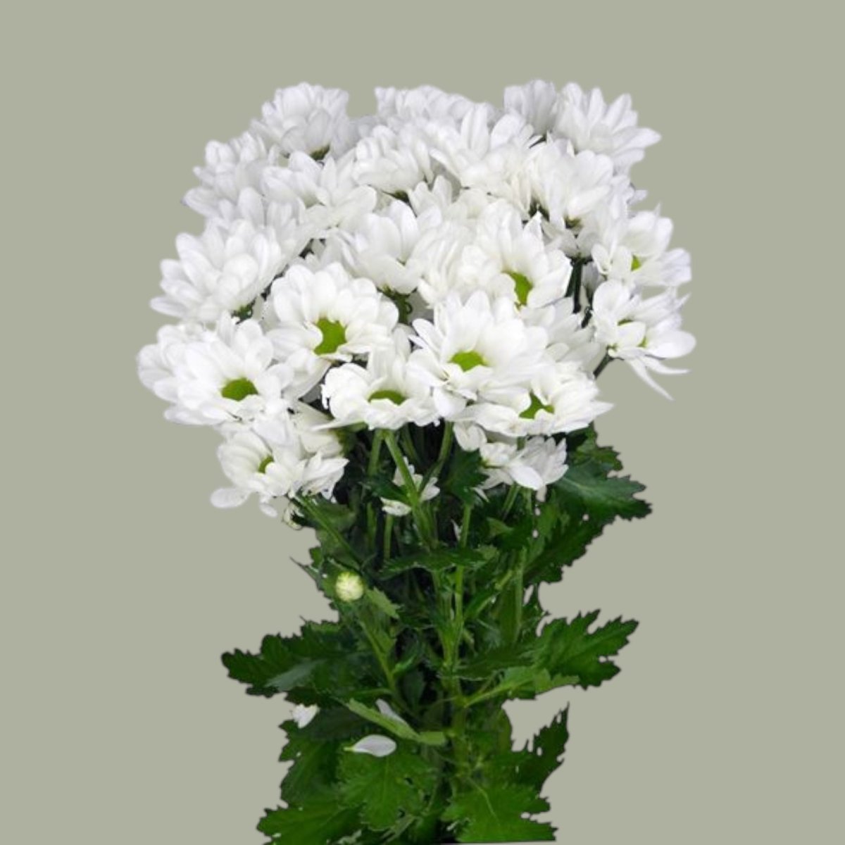 Mable Margarita fresca a domicilio en Santiago, flor silvestre ideal para ramos alegres, entrega rápida