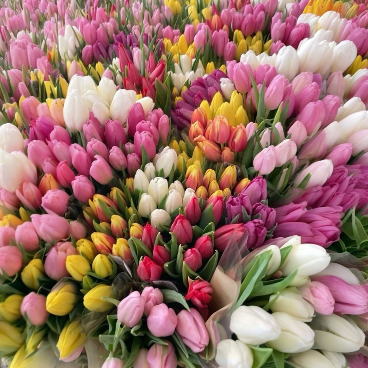 Tulipanes frescas a domicilio en Santiago, flor ideal para ramos o arreglos florales, entrega rápida