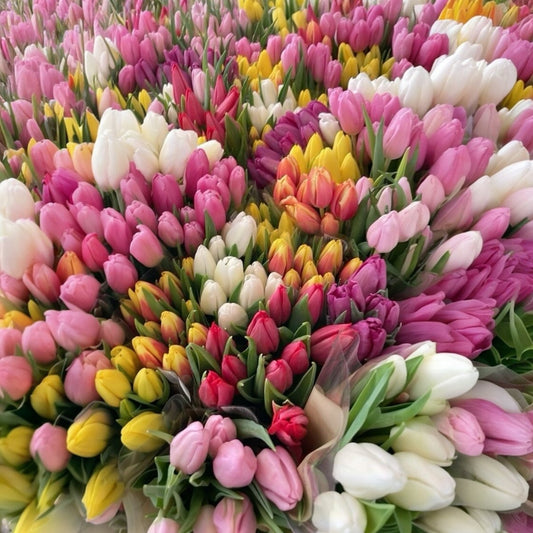 Tulipanes frescas a domicilio en Santiago, flor ideal para ramos o arreglos florales, entrega rápida