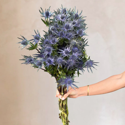 Eryngios frescos a domicilio en Santiago, flor silvestre ideal para ramos y arreglos florales, entrega rápida
