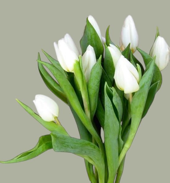 Tulipanes frescas a domicilio en Santiago, flor ideal para ramos o arreglos florales, entrega rápida