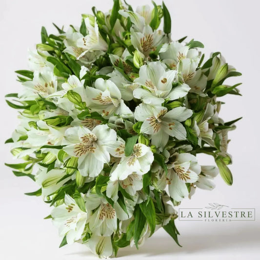   ASTROMELIAS BLANCAS| Flores a domicilio | Florería La Silvestre