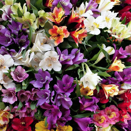   ASTROMELIAS| Flores a domicilio | Florería La Silvestre