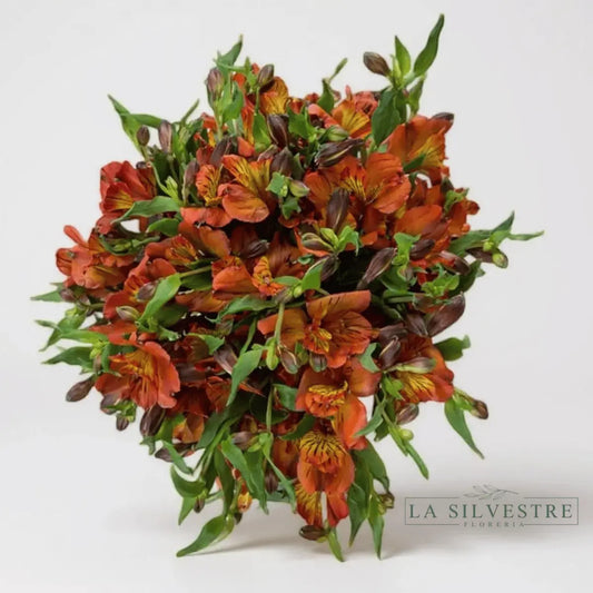   ASTROMELIAS| Flores a domicilio | Florería La Silvestre