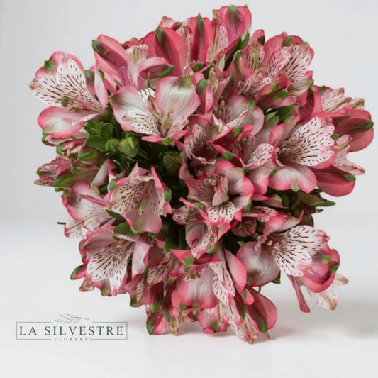   ASTROMELIAS| Flores a domicilio | Florería La Silvestre