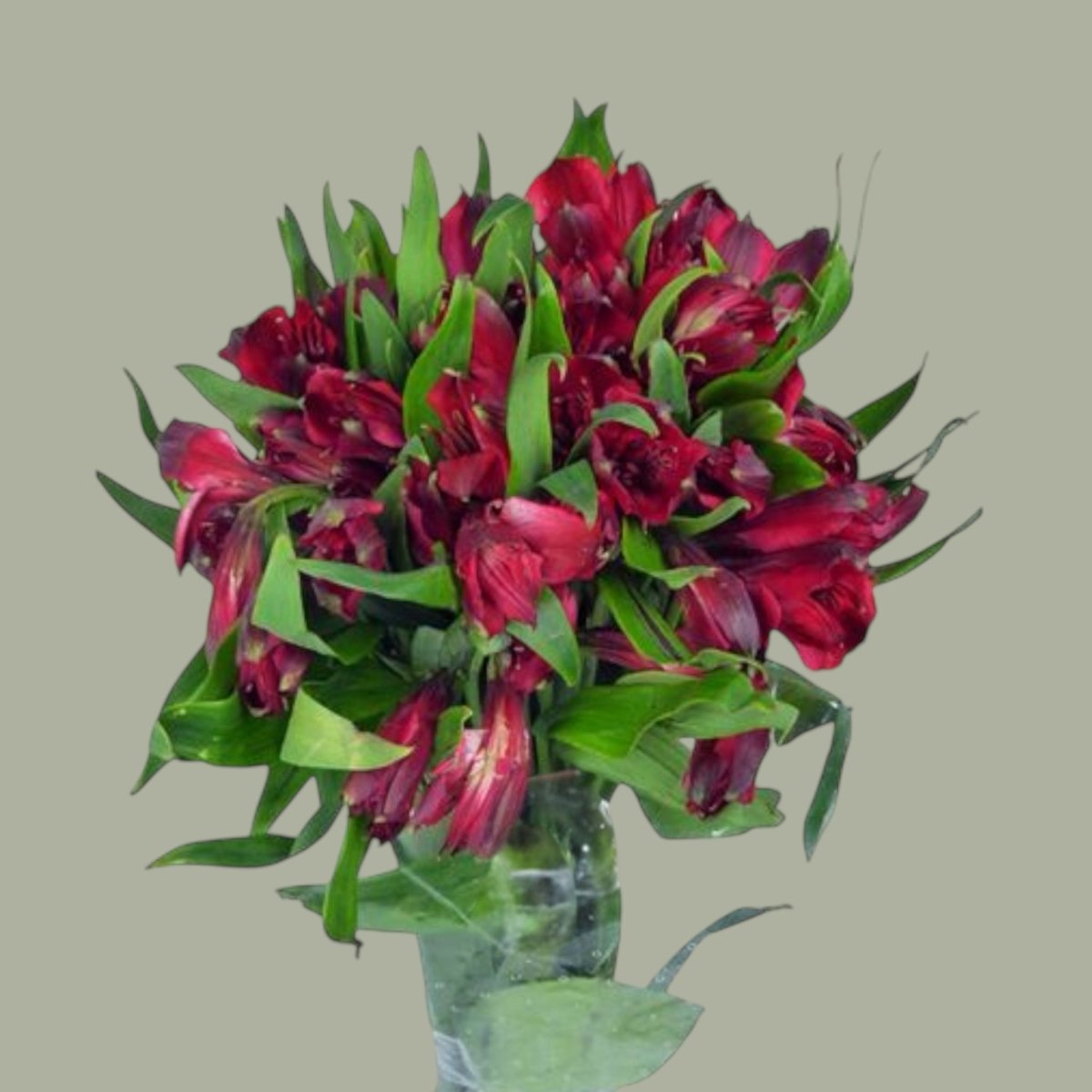 Astromelias frescas a domicilio en Santiago, flor ideal para ramos o arreglos florales, entrega rapida