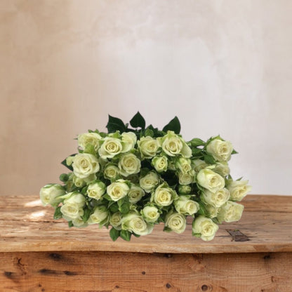 Mini Rosas blancas frescas a domicilio en Santiago, flor ideal para ramos o arreglos florales, entrega rápida