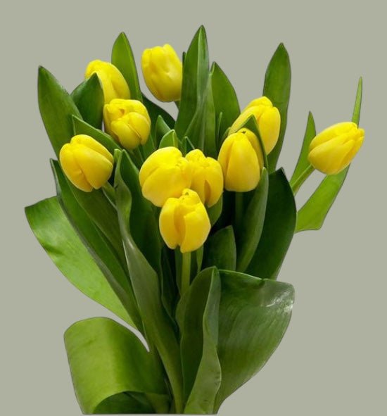 Tulipanes frescas a domicilio en Santiago, flor ideal para ramos o arreglos florales, entrega rápida