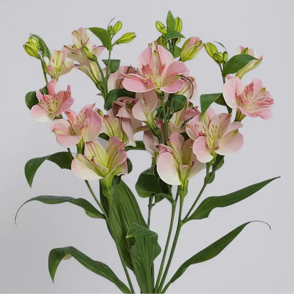 CHARMELIA