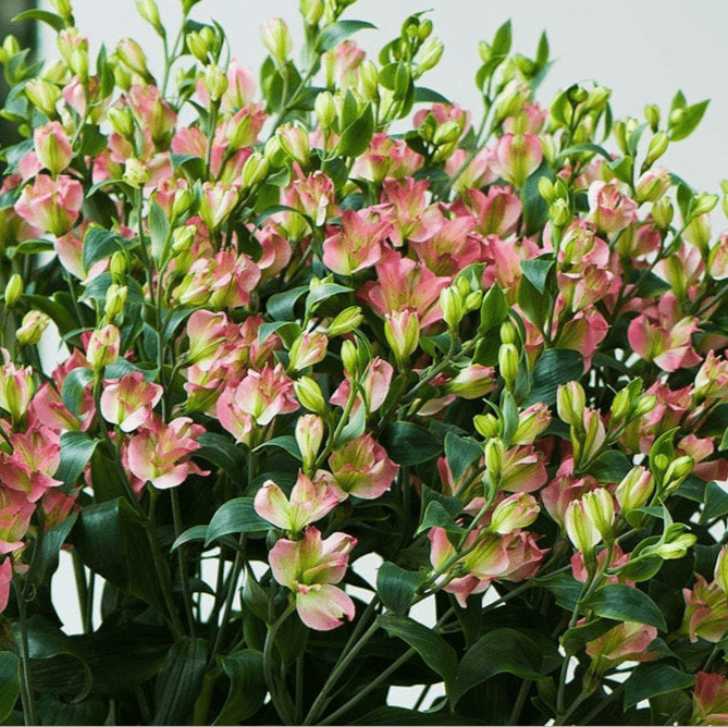 CHARMELIAS ROSADAS