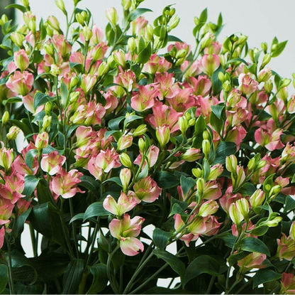 CHARMELIAS ROSADAS
