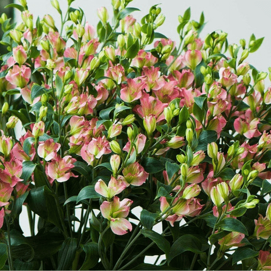 CHARMELIAS ROSADAS