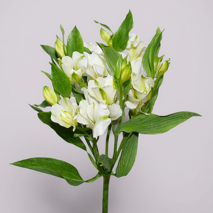 CHARMELIA
