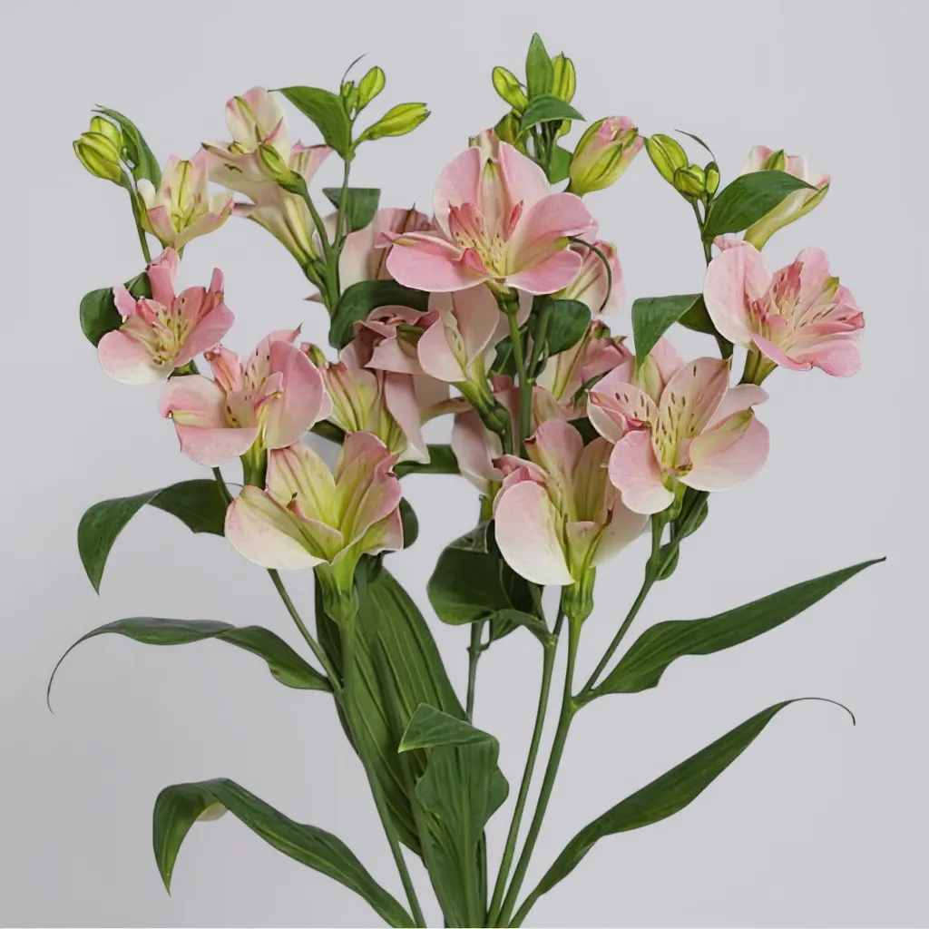 CHARMELIA