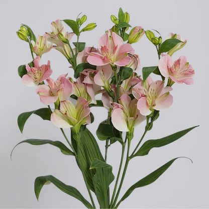 CHARMELIA