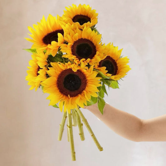 Girasoles frescos a domicilio en Santiago, flor luminosa ideal para ramos vibrantes, entrega rápida
