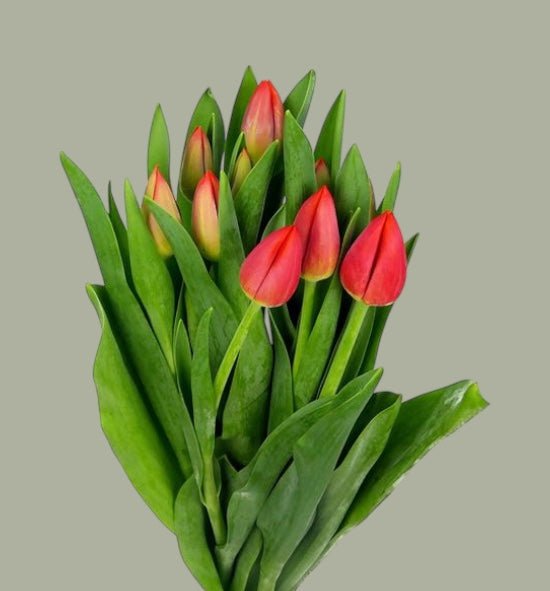 Tulipanes frescas a domicilio en Santiago, flor ideal para ramos o arreglos florales, entrega rápida