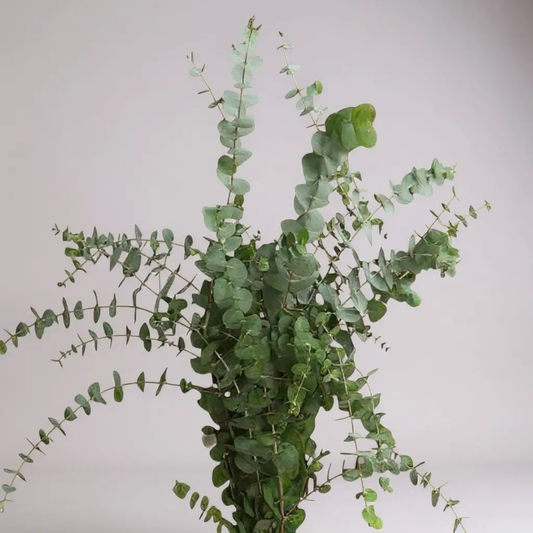 EUCALYPTUS DOLAR