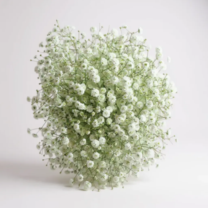 FLOR NUBE - GYPSOPHILA