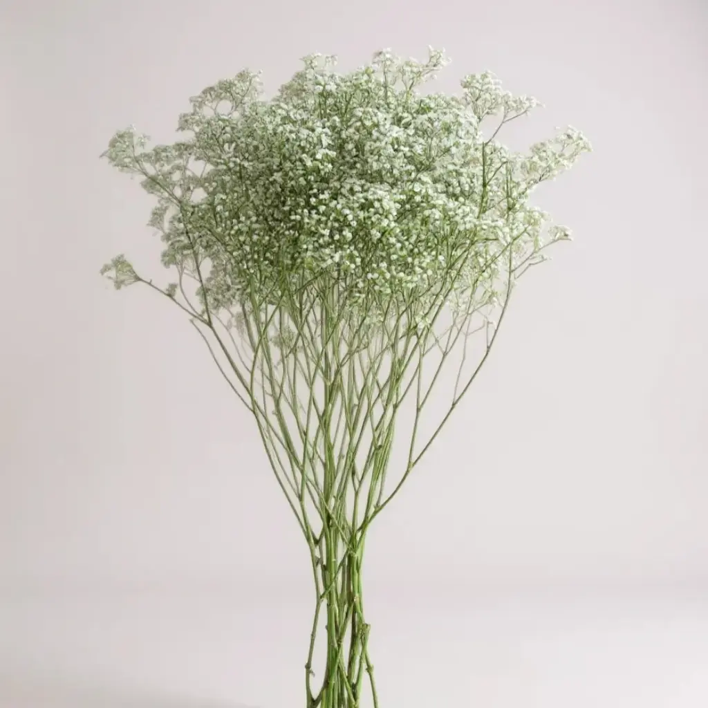 FLOR NUBE - GYPSOPHILA