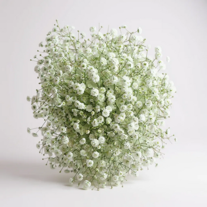 FLOR NUBE - GYPSOPHILA