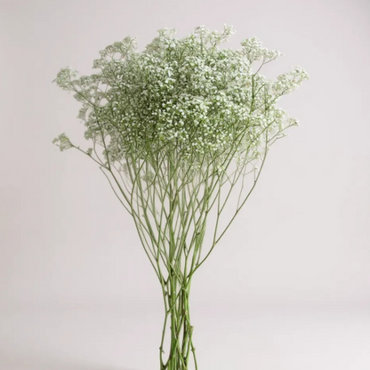 FLOR NUBE - GYPSOPHILA