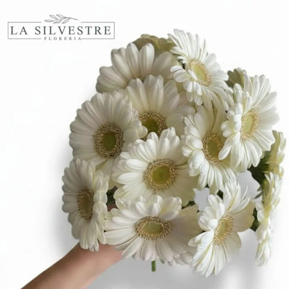 GERBERAS BLANCAS