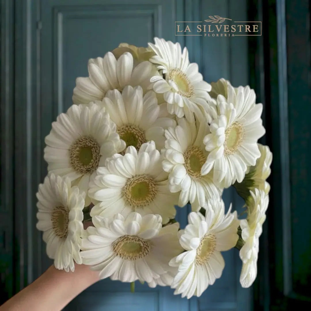 GERBERAS BLANCAS