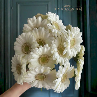 GERBERAS BLANCAS
