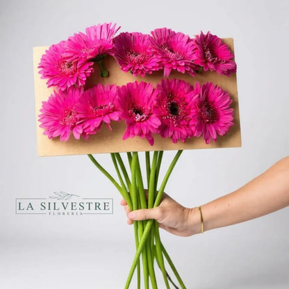   GERBERAS| Flores a domicilio | Florería La Silvestre