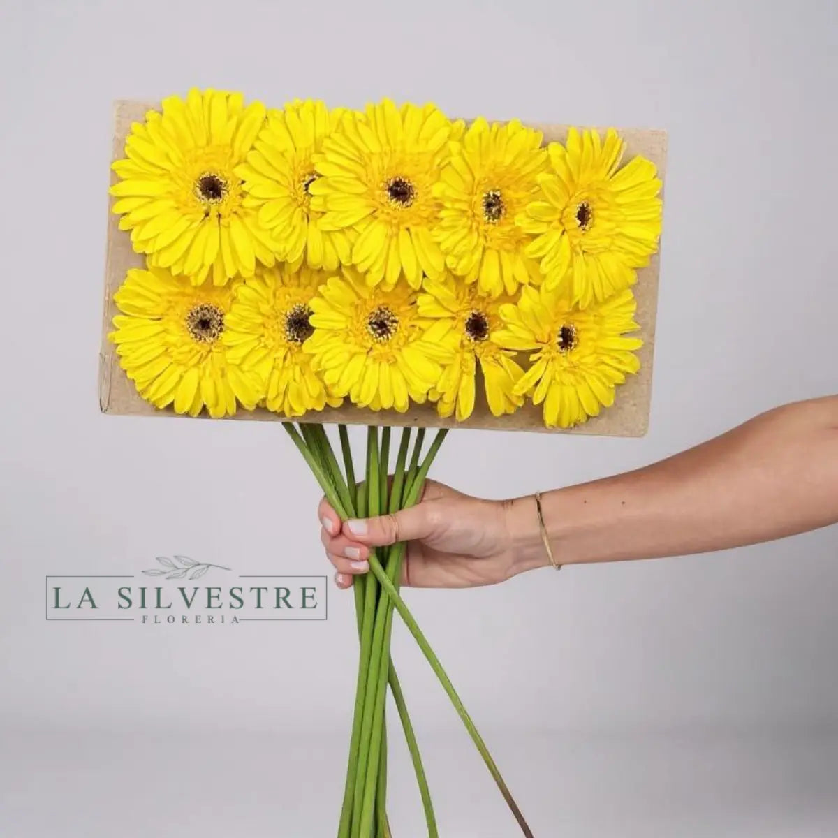   GERBERAS| Flores a domicilio | Florería La Silvestre