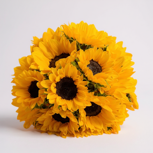 GIRASOLES