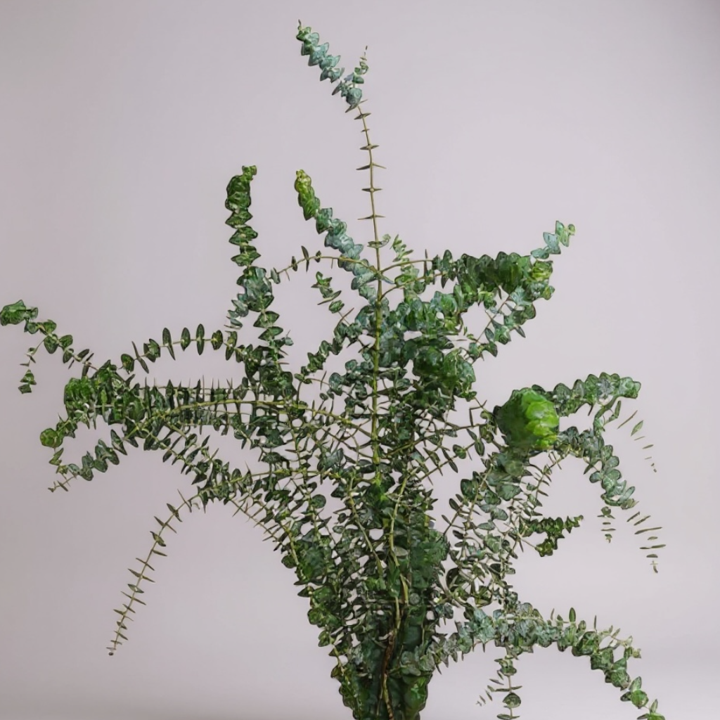 EUCALYPTUS BABY BLUE