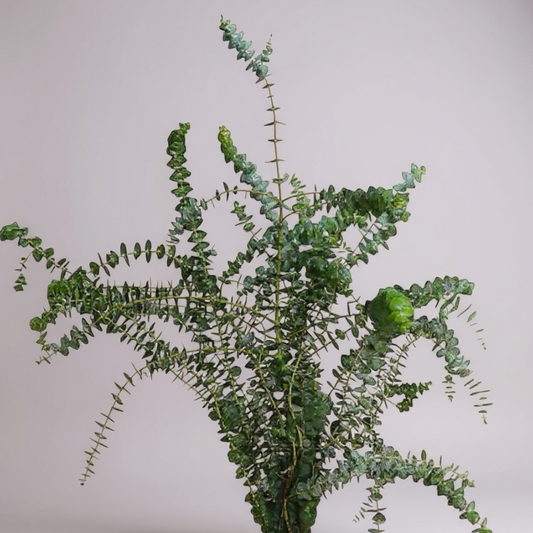 EUCALYPTUS BABY BLUE