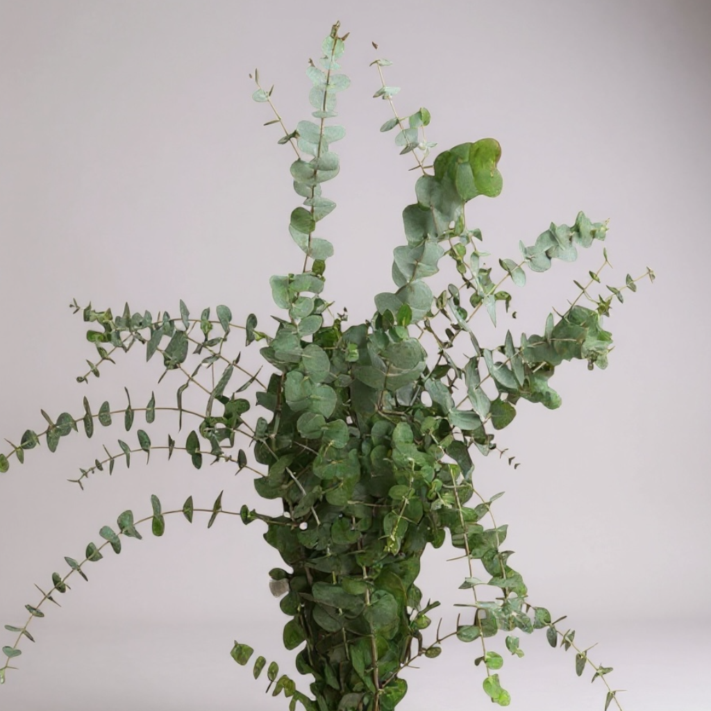 EUCALYPTUS DOLAR