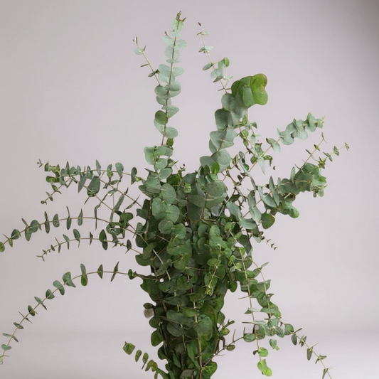 EUCALYPTUS DOLAR