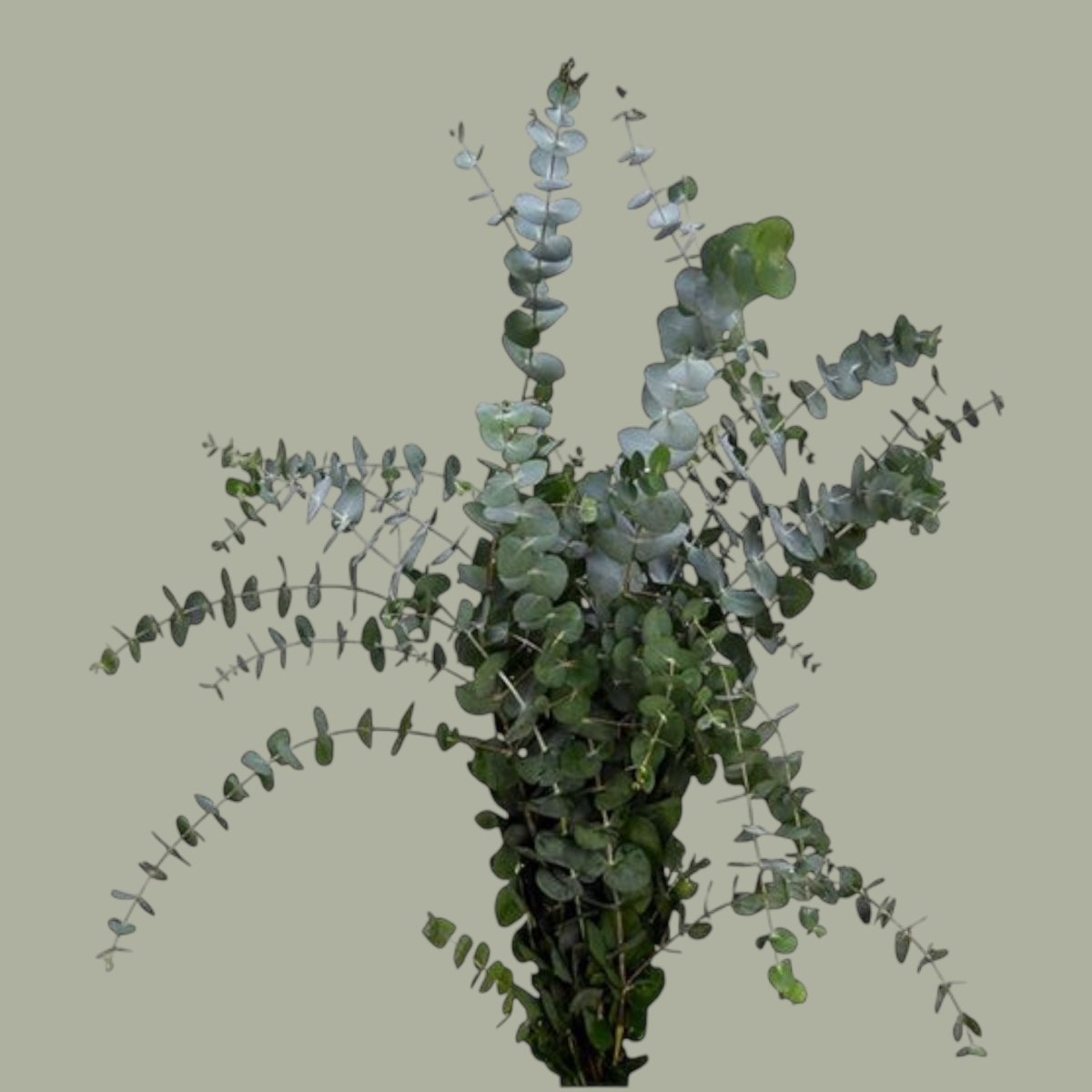 Flores a domicilio | Florería La Silvestre | {{ product_title }}