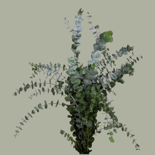 Flores a domicilio | Florería La Silvestre | {{ product_title }}