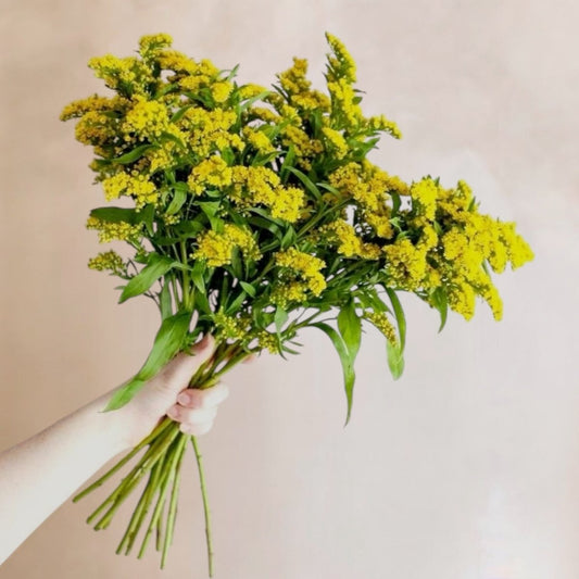 Solidago fresco como follaje en ramos o arreglos florales, entrega a domicilio en Santiago
