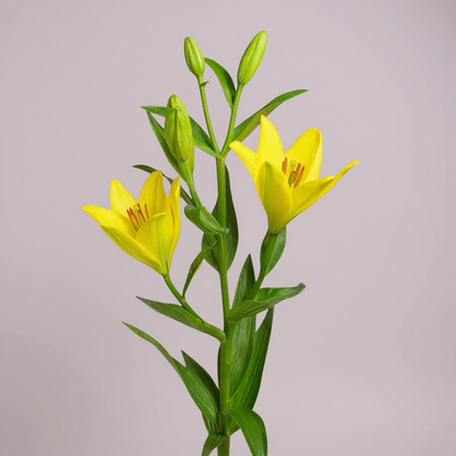 LILIUM