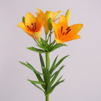 LILIUM