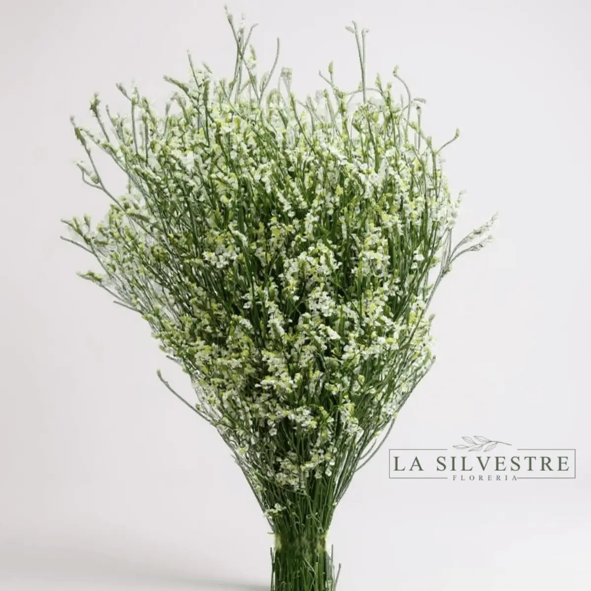   LIMONIUM| Flores a domicilio | Florería La Silvestre
