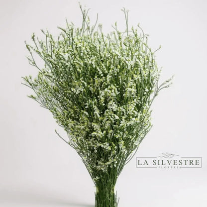   LIMONIUM| Flores a domicilio | Florería La Silvestre