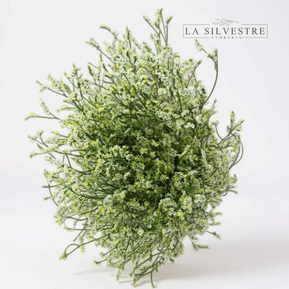   LIMONIUM| Flores a domicilio | Florería La Silvestre