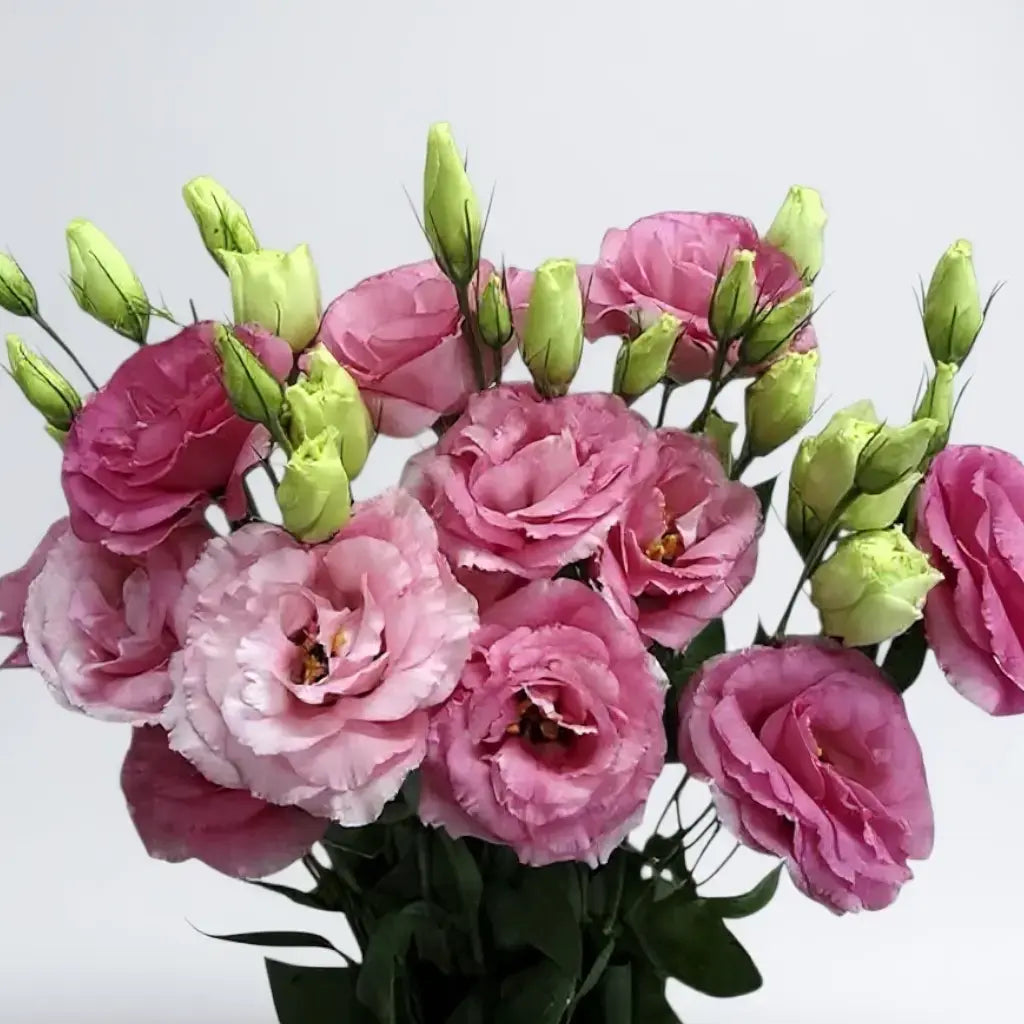 LISIANTHUS ROSADOS