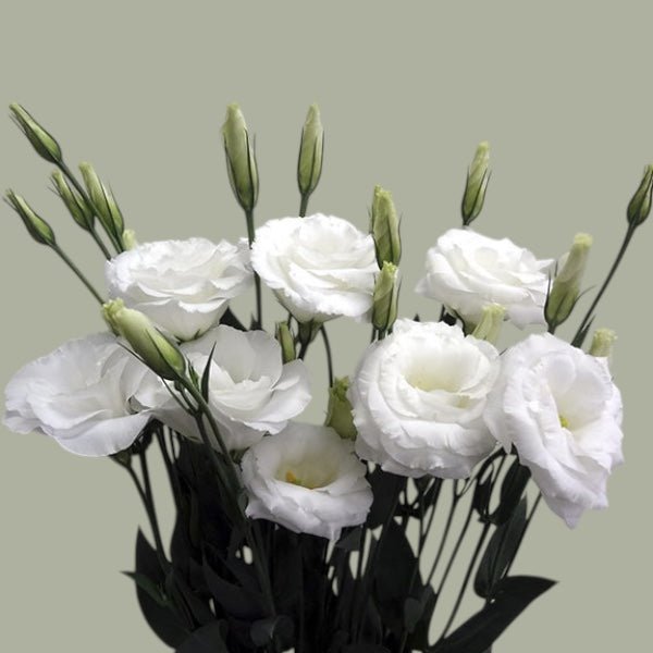 Lisianthus frescas a domicilio en Santiago, flor ideal para ramos o arreglos florales, entrega rápida