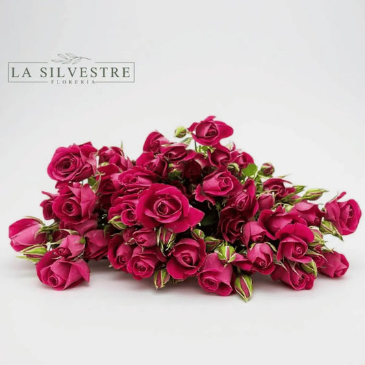   MINI ROSAS| Flores a domicilio | Florería La Silvestre
