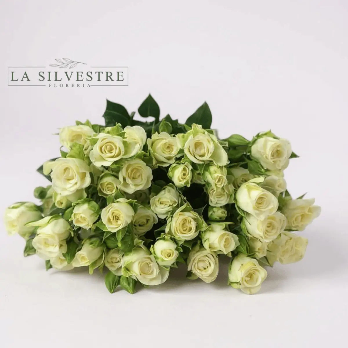   MINI ROSAS| Flores a domicilio | Florería La Silvestre